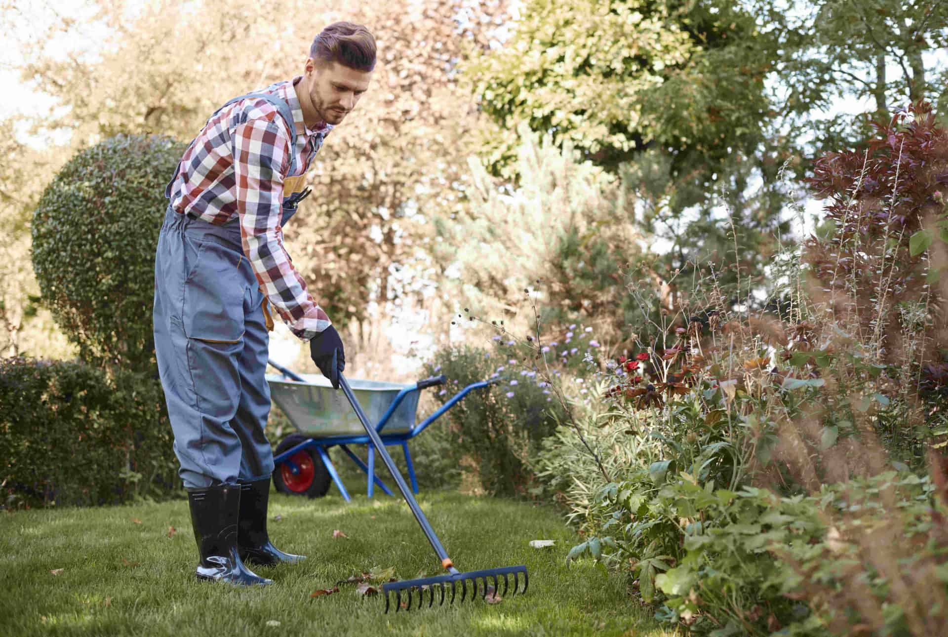 Yard Work / Tree & Lawn Trimming